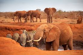 Tales Of Africa Safaris, Tours & African Safari Vacations