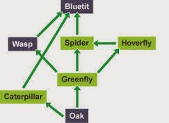 As can be seen, a number of food chains operate which ultimately end either at the tertiary consumer level (lion) or at the secondary consumer level (hawk or owl). Food Web Biology Notes For Igcse 2014