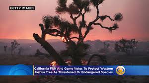 See the fishing forecast and deer activity for other dates. California Fish And Game Votes To Protect Western Joshua Tree As Threatened Or Endangered Species