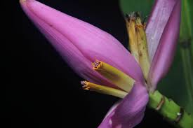 Image result for Musa ornata
