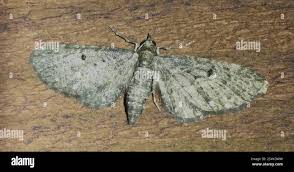 Image result for Eupithecia tripunctaria