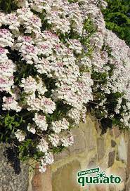 Si tratta di una pianta rampicante molto rigogliosa, dalle fogliame verde scuro e dai fiori davvero incantevoli. Piante Perenni Da Vaso Per Il Giardino E Il Balcone Floricoltura Quaiato