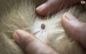 Lyme Hastaligi Nedir Kopeklerde Lyme Hastaligi Belirtileri Nedir Rante Veteriner Klinigi