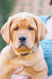 This dark color was the. Propes Red Labs Dogs