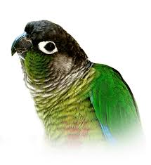 Green-Cheek Conure Combination Breeding Results