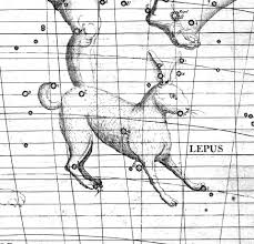 Image result for Leptaulus