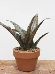 Lg Sansevieria Kirkii Pulchra Coppertone Snake Plant In 2020 Sansevieria Plant Plants Snake Plant