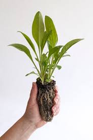 Image result for Vernonia praecox