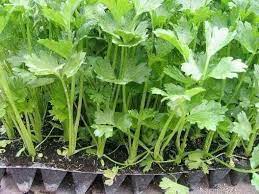 Bagi penanaman yang menggunakan biji benih, tempoh tuaian mengambil masa 3 hingga 4 bulan. Tips Mudah Al Faiz Garden Pembekal Benih Tanaman Facebook