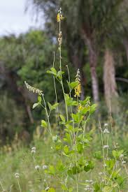 Image result for Crotalaria confertiflora