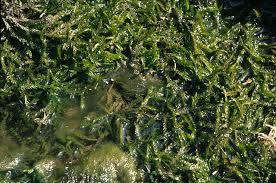 Image result for Rotala fontinalis