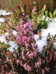 Erica Winter Beauty Perrenials Plants Flowers