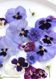 Edible flowers violas bright color collection fresh, edible shipped fresh from the farm! Buy Edible Pansies Fresh Edible Flowers From Maddocks Farm Organics Edible Flowers Pansies Edible