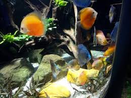 Pictures A Thousand Words Aqua Life Experience Dubai Mall Dubai Mall Yellow Fish Aqua