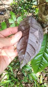 Image result for Embelia libeniana