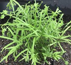 Image result for Pteris burtonii