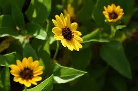 We did not find results for: Gardening Landscaping The Florida Friendly Way