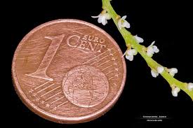 Image result for Microcoelia megalorrhiza