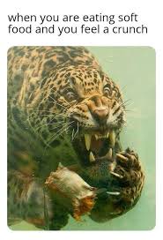 Who Put Bones In My Tuna Salad Funny Animal Memes Really Funny Memes Crazy Funny Memes