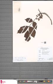 Image result for Lannea welwitschii