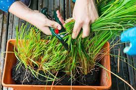 Yes, certain oranges and lemons can be grown as houseplants, but you will be disappointed if you expect to harvest large quantities of fruit such as you would find in a supermarket. How To Grow Lemongrass Gardener S Path