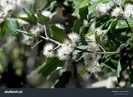 Image result for Syncarpia glomulifera