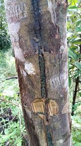 In english, kayu gaharu harga, kayu gaharu papua, kayu gaharu khasiat, kayu gaharu brunei, kayu gaharu harga malaysia, kayu gaharu indonesia, kayu gaharu (m) sdn bhd, kayu gaharu terbaik, kayu gaharu 2017, kayu gaharu berasal dari, kayu gaharu bakar, kayu gaharu sabah, kayu gaharu hutan. Aquilaria D Jauhar Resources Gaharu Oudh Agarwood Home Facebook