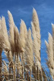 Image result for Panicum subflabellatum
