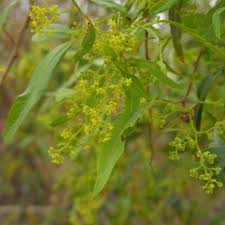 Image result for Searsia pentheri