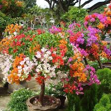 Image result for Bougainvillea sp. cultivar