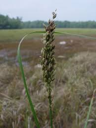 Image result for Glyceria