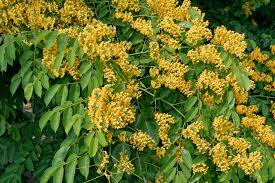 Image result for Pterocarpus
