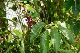 Image result for Petiveriaceae