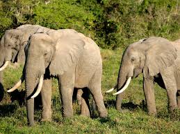 African Forest Elephant Species Wwf