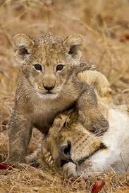 My Mom Getaway Magazine Animals Beautiful Cute Animals Baby Animals
