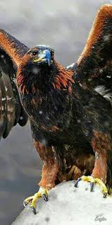 Ajan Adli Kullanicinin Doga Panosundaki Pin Eagles Yirtici Kuslar Ve Hayvanlar