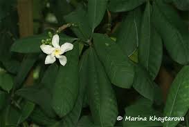 Image result for Tabernaemontana pachysiphon