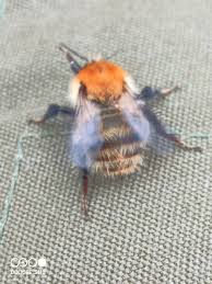 Image result for Bombus muscorum