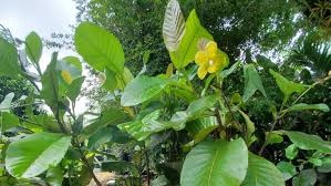 Image result for Dillenia