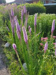 Image result for Pycnostachys reticulata