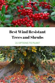 A durable evergreen that's resistant to deer browsing. Best Wind Resistant Trees And Shrubs A List Of 21 Options Gardening Channel