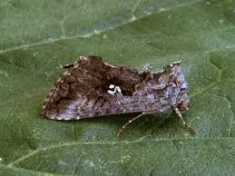 Image result for Syngrapha interrogationis