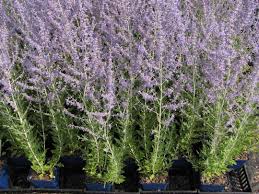 Image result for Perovskia atriplicifolia 'blue spire'