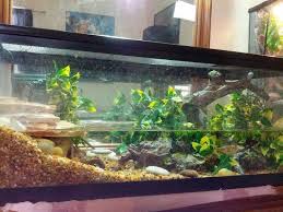 Pin On Terrariums Pictures And Equipment