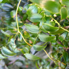 Image result for Asparagus asparagoides