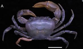 Image result for Asplenium markusbeckeri