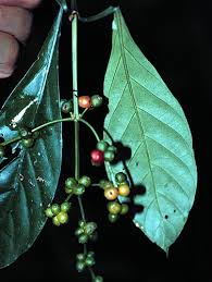 Image result for Psychotria mildbraedii