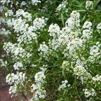 After spring's spectacular bounty, keep your garden lively with these giants, which reach 2 to 3 feet tall. Night Phlox Midnight Candy Zaluzianskya Capensis Seeds Select Seeds