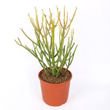 Image result for Euphorbia tirucalli