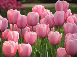 Das substantiv (hauptwort, namenwort) dient zur benennung von menschen, tieren, sachen u. 10 Tipps Fur Schonere Tulpen Mein Schoner Garten